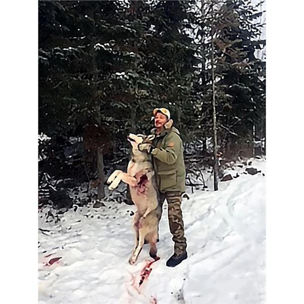 Ontario Wolf Hunt for Two