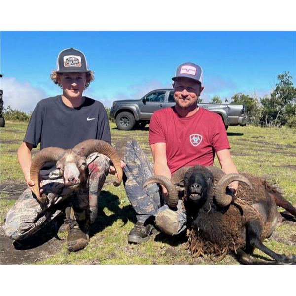 Hawaii Hybrid Sheep Hunt