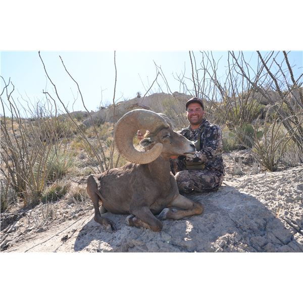 La Palmosa, Mexico Desert Bighorn Sheep