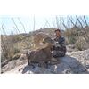 Image 1 : La Palmosa, Mexico Desert Bighorn Sheep