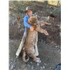 Image 1 : Dieringer Outfitters 5-Day Fully Guided Mountain Lion Hunt