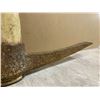 Image 5 : Wooden Champion Made In Toronto  Handle Pick Axe