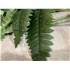 Image 2 : Artificial Plant Fern