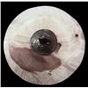Image 2 : A DIVISION ONE ENGRAVED AND PINSHANKED PEARL BUTTON