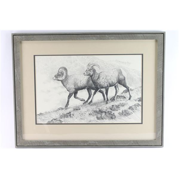 Original Drawing of Two Long Horn Sheep.