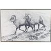 Image 2 : Original Drawing of Two Long Horn Sheep.