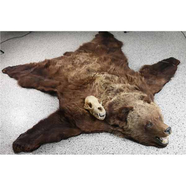 Alaskan Brown Bear Rug w/ Skull.