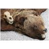 Image 2 : Alaskan Brown Bear Rug w/ Skull.