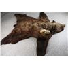 Image 4 : Alaskan Brown Bear Rug w/ Skull.