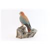 Image 4 : Beautiful Wood Carving of Sparrow Hawk.