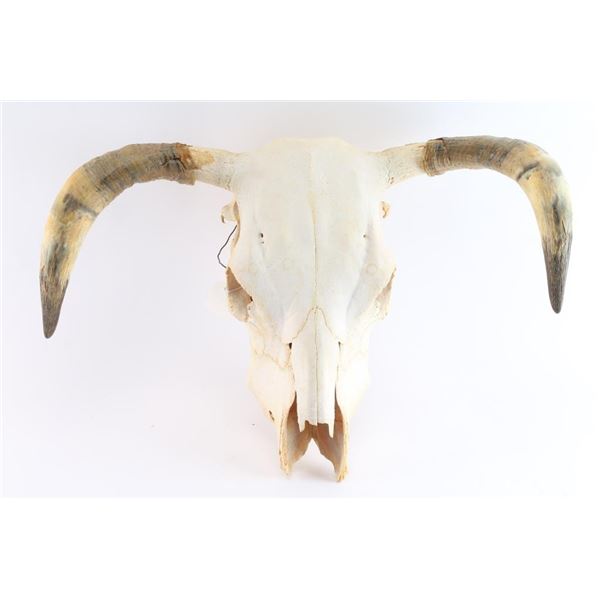 Steer Skull.