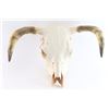 Image 1 : Steer Skull.