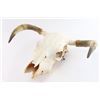 Image 2 : Steer Skull.