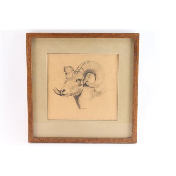 Original Drawing of Mountain Sheep Bust.