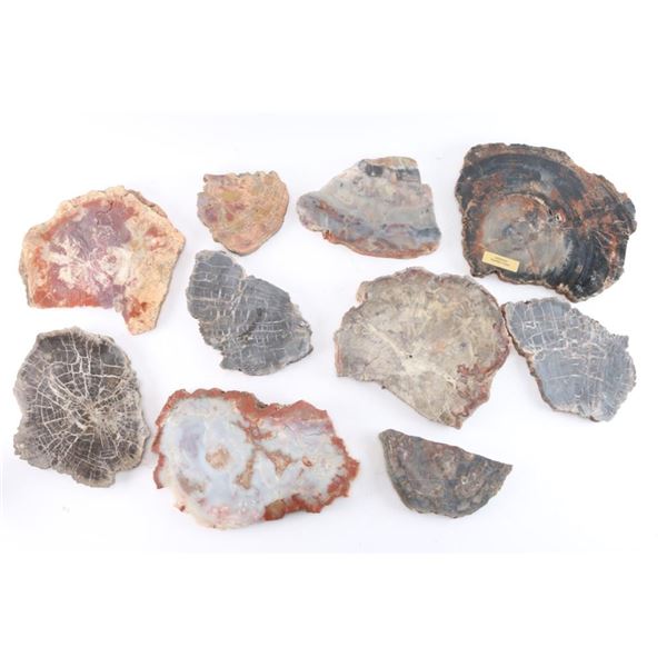 Lot of 10 Slabs of Petrified Wood.