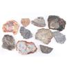 Image 1 : Lot of 10 Slabs of Petrified Wood.