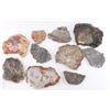 Image 2 : Lot of 10 Slabs of Petrified Wood.