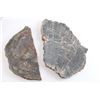 Image 3 : Lot of 10 Slabs of Petrified Wood.