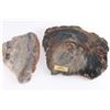 Image 4 : Lot of 10 Slabs of Petrified Wood.