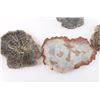 Image 5 : Lot of 10 Slabs of Petrified Wood.