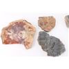 Image 6 : Lot of 10 Slabs of Petrified Wood.