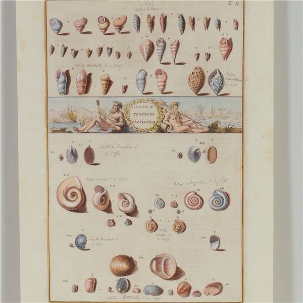 Hand-Colored Engraving of Freshwater Mollusks for Niccolo Gualtieri