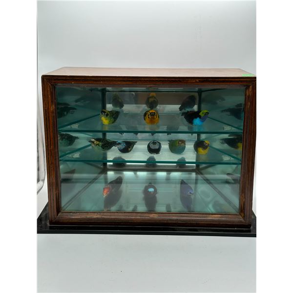 1940s Museum Taxidermy of 11 South American Birds