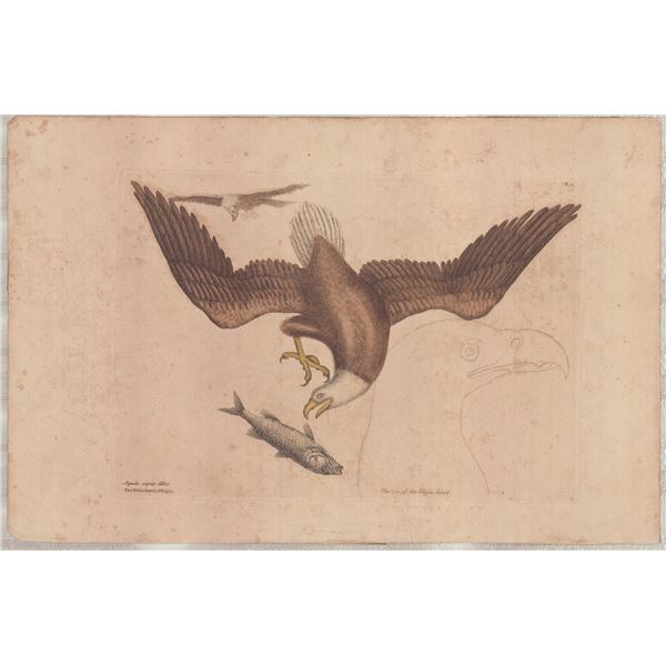 Mark Catesby (British, 1679-1749) Hand-Colored Engraving, The White Headed Eagle