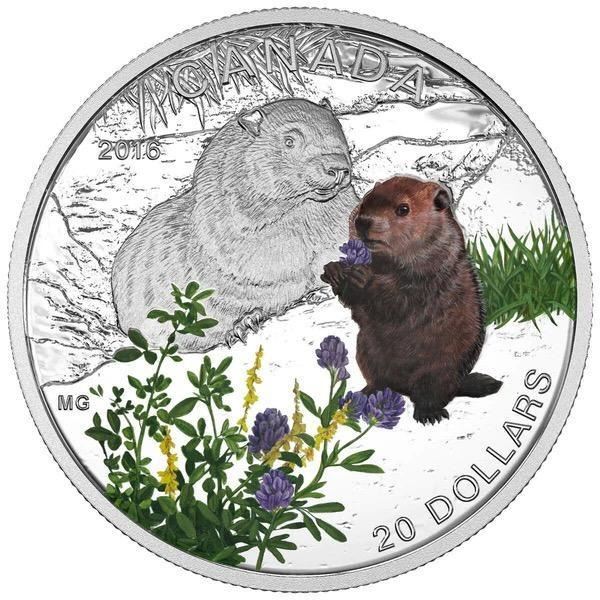 2016 $20 Baby Animals: Woodchuck - Pure Silver Coi