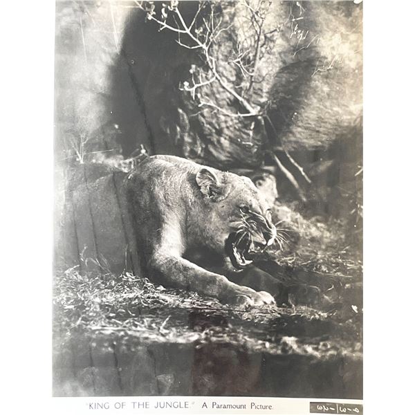King of the Jungle (1933) original vintage movie photo