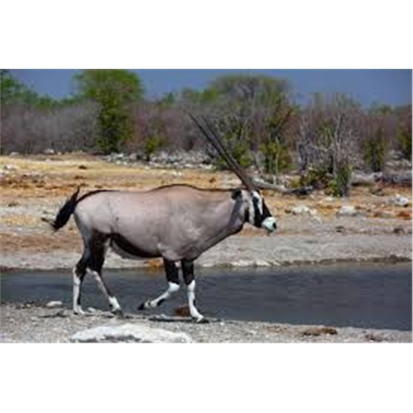 Namibia - for 3 hunters/ 6 days of hunting.