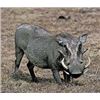 Image 2 : Namibia - for 3 hunters/ 6 days of hunting.