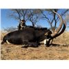 Image 2 : South Africa - 2 hunters; 2 Sable