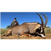 Image 5 : South Africa - 2 hunters; 2 Sable