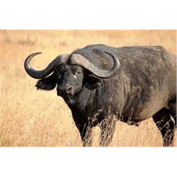 South Africa - 6 nights Cape Buffalo - up to 40"
