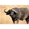 Image 1 : South Africa - 6 nights Cape Buffalo - up to 40"
