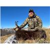 Image 2 : Big Game in Croatia - European Hunting Adventures