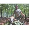 Image 3 : Big Game in Croatia - European Hunting Adventures