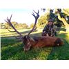 Image 1 : Spanish Red Stag -Spanish Ibex Hunts (Angel Luis Munoz)