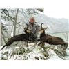 Image 2 : Chamois (Balkan or Carpathian) in Serbia - European Hunting Adventures