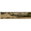 Image 2 : Northern Territories Hunting & Fishing for 4 - Catena Safaris Argentina