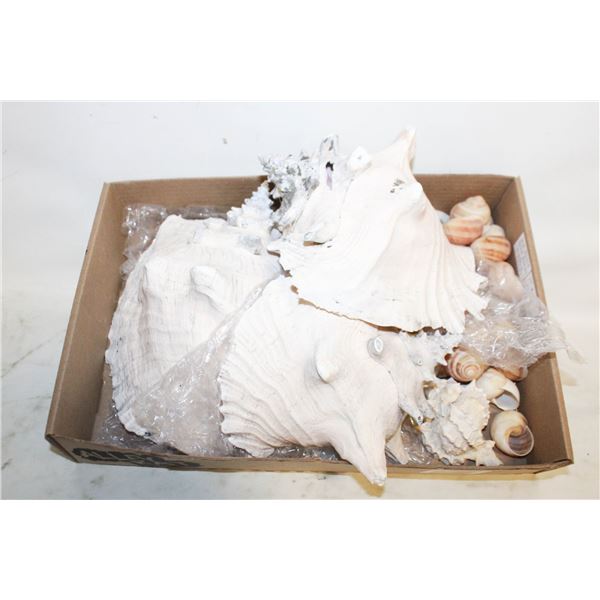 SHELLS ASSORTED BOX LOT
