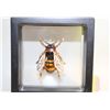 Image 1 : NEW BEE BROOCH 1.38”X1.02” TEAL, YELLOW TONES