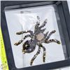 Image 1 : NEW TARANTULA SPIDER BROOCH WITH