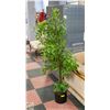 Image 1 : 5 FT LIGHT GREEN PLANT IN BLACK POT