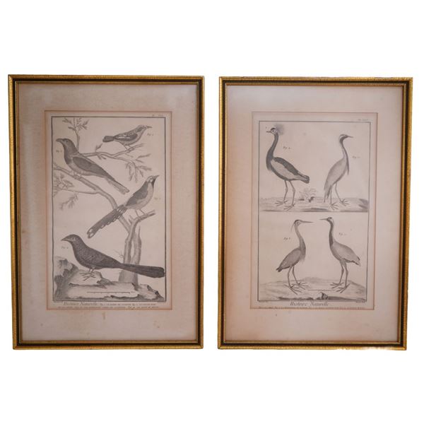 Pair of Framed 18th C. Bird Engravings