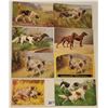 Image 2 : Animals - Hunting Dog Postcards 20