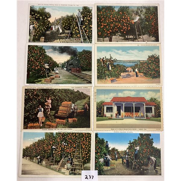 Orange & Citrus Related Postcards Approx. 140