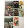 Image 3 : Flower Fields, Gardens & Related Postcards 195+