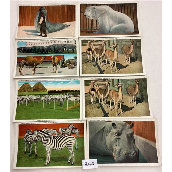 Ringling Bros. Circus Postcards 29